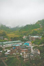稻田