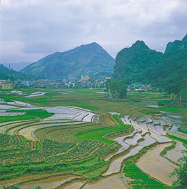 稻田 