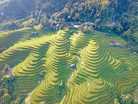 稻田