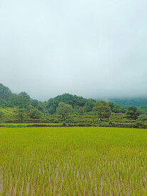 稻田 