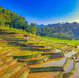 稻田 