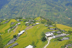稻田