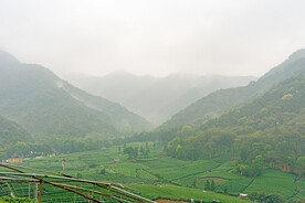 稻田