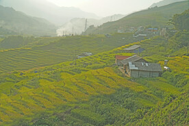 稻田