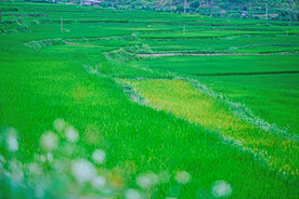 稻田 