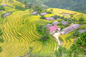 稻田