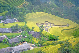 稻田 