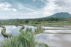 稻田 