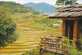 稻田