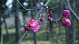 正宗桃红色的桃花
