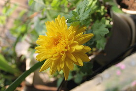 黄菊花