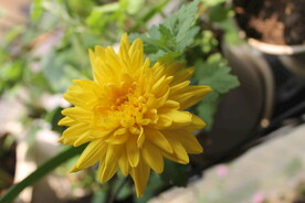 黄菊