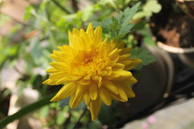 菊