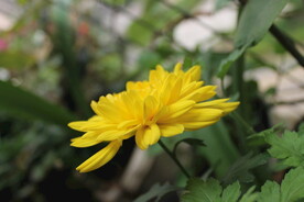 菊