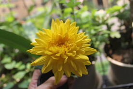 菊