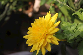 菊