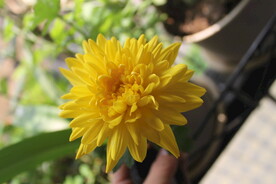黄菊花