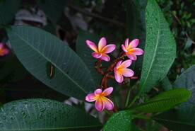 鸡蛋花