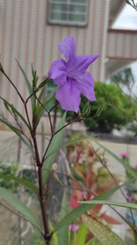 鲜花