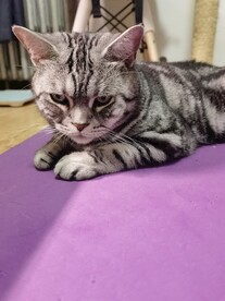 美短  猫