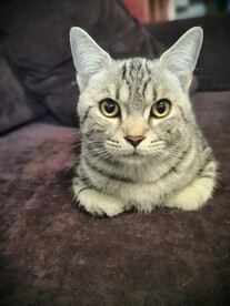 美短 猫猫