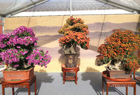花卉 盆栽
