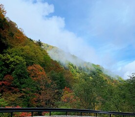 树林风景图