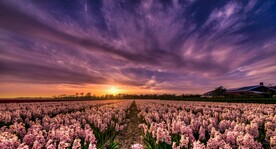 花信子花园