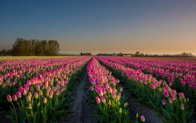 郁金香花园