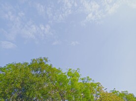 树木和飞机