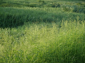 河边草丛