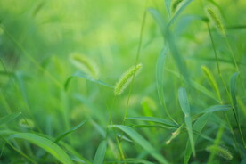 狗尾巴草