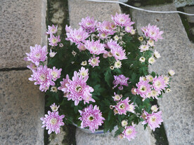 小朵菊