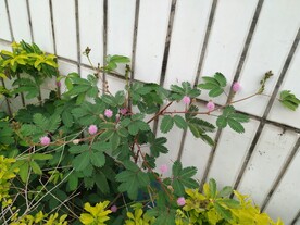 含羞草花