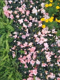 茶花丛