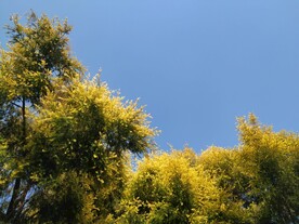 天空和草木
