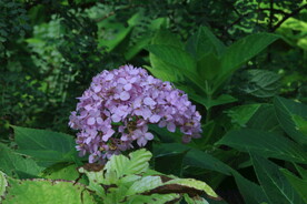 绣球花 