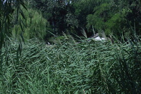 公园风景