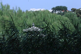 公园风景 