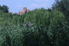 公园风景