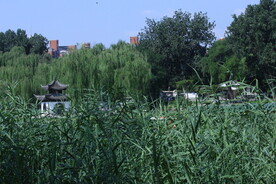 公园风景 