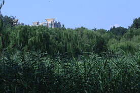 公园风景 