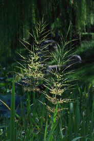 草菰花穗 