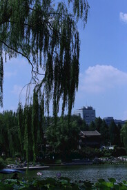 公园风景 