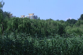 公园风景