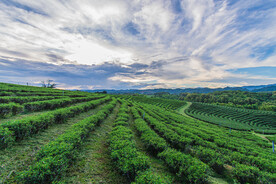 田园风景