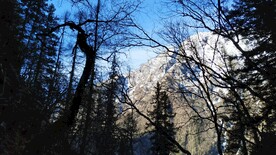 树林和雪山