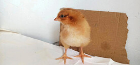 小鸡仔