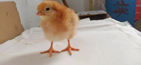 小鸡仔