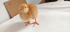 小鸡仔